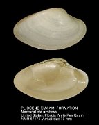 PLIOCENE-TAMIAMI FORMATION Macrocallista nimbosa